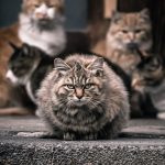 アイキャッチあり